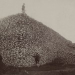 Hunters stand on a hill of bison skulls.