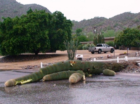 Saguaro after floods
