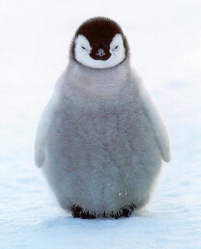 penguin-chick